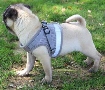 Dog Harness And Leash Set Hunde Gürtel in mehreren Farben
